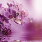Miniatura fototapety Fioletowe orchidee nad wodą