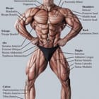 Miniatura fototapety Mężczyzna z widocznymi mięśniami