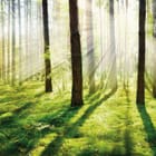 Miniatura fototapety Poranny las z promieniami słońca