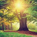 Miniatura fototapety Świt w lesie z dużym drzewem