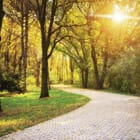 Miniatura fototapety Ścieżka w lesie o świcie