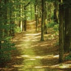 Miniatura fototapety Leśna ścieżka o poranku