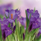 Miniatura fototapety Egzotyczne Krokusy na Łące