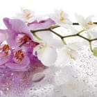 Miniatura fototapety Storczyki na mokrej powierzchni