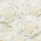 Miniatura fototapety Białe róże w zbliżeniu