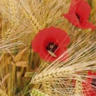 Miniatura fototapety Czerwone maki w złotym zbożu