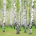 Miniatura fototapety Brzozowy las z zielonym podszytem