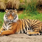 Miniatura fototapety Tygrys w zielonej trawie