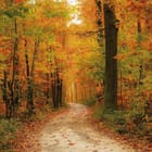 Miniatura fototapety Leśna ścieżka w jesiennym lesie