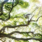 Miniatura fototapety Las o świcie z rozłożystymi gałęziami