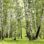 Miniatura fototapety Brzozowy las z zielonym podszytem