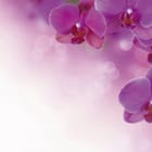 Miniatura fototapety Fioletowe orchidee na gałązce