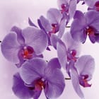 Miniatura fototapety Fioletowe orchidee na gałązce