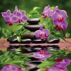 Miniatura fototapety Kamienie i orchidee w harmonii
