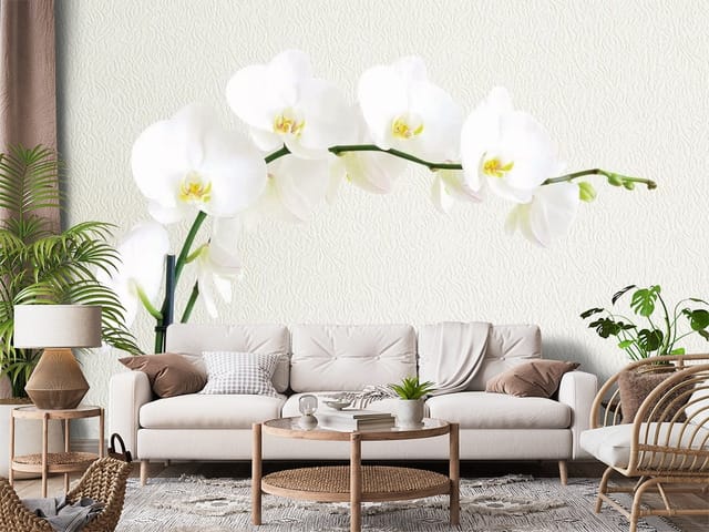 Fototapeta Białe Orchidee na Łodydze (mpn: FT-1246) Fototapeta Storczyki – białe kwiaty orchidei na łodydze