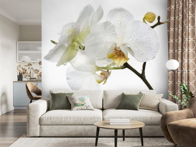 Fototapeta Białe Orchidee z Kroplami Wody (mpn: FT-1306) Fototapeta Storczyki – białe kwiaty orchidei z kroplami wody