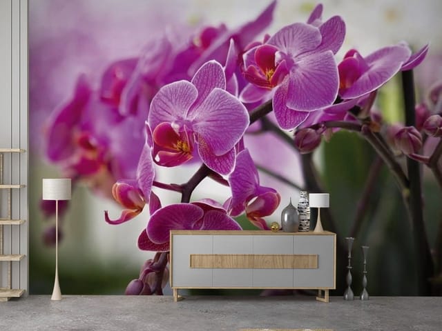 Fototapeta Fioletowe orchidee na łodygach (mpn: FT-1879) Fototapeta Storczyki – fioletowe kwiaty orchidei na łodygach