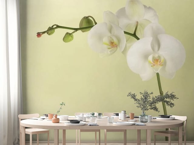 Fototapeta Biała orchidea na łodydze (mpn: FT-2083) Fototapeta storczyki – biała orchidea na łodydze