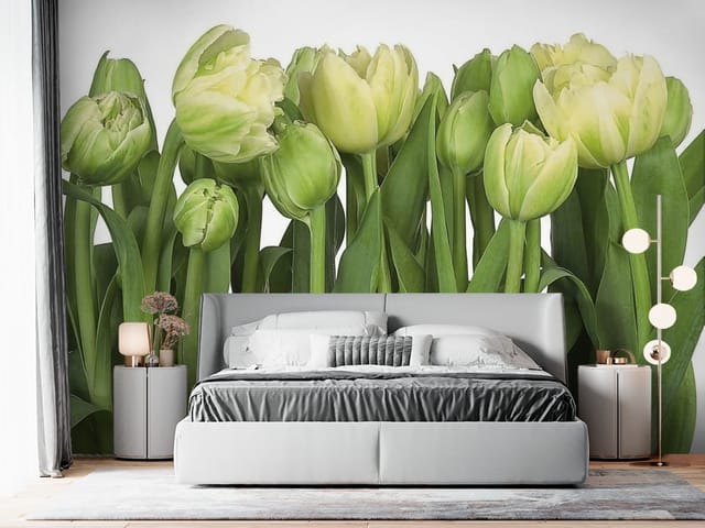 Fototapeta Żółte tulipany na białym tle (mpn: FT-4185) Fototapeta Tulipany – żółte tulipany z zielonymi liśćmi
