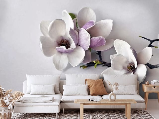 Fototapeta magnolie – kwiaty magnolii o białych i różowych płatkach