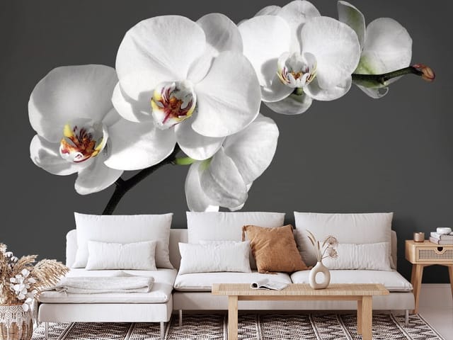 Fototapeta Storczyki – biała orchidea na szarym tle