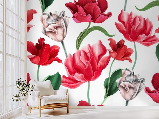 Fototapeta Tulipany w odcieniach czerwieni i różu (mpn: FT-6636) Fototapeta Tulipany – czerwone i różowe tulipany na białym tle