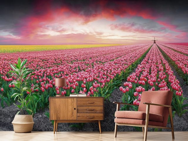 Fototapeta tulipany – rozległe pole czerwonych tulipanów i zachodzące słońce