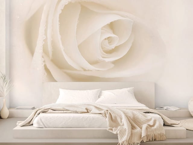 Fototapeta zbliżenie białej róży z kroplami wody na płatkach