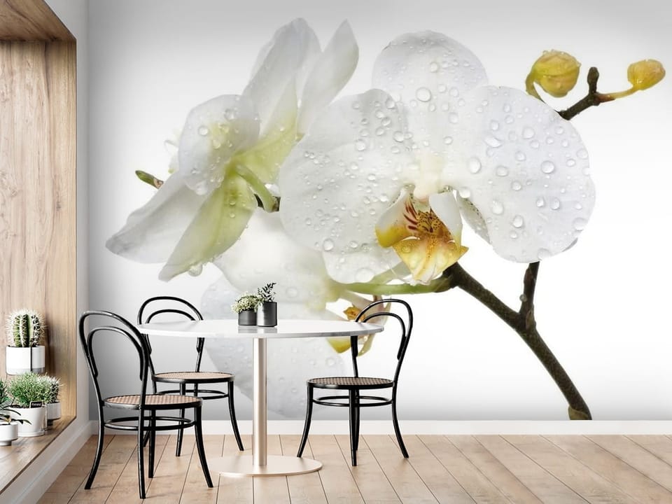 Fototapeta z białymi kwiatami orchidei pokrytymi kroplami wody - aranżacja ściany przy stole w kuchni