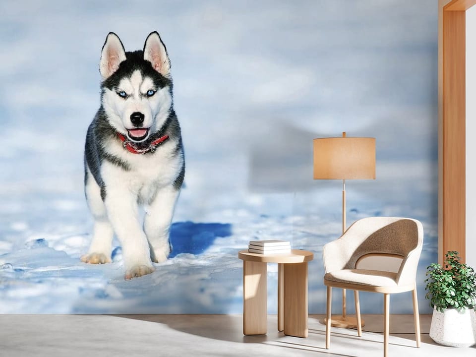 Fototapeta przedstawiająca psa husky z niebieskimi oczami i czerwoną obrożą na śnieżnym tle - minimalistyczny przedpokój w jasnych kolorach