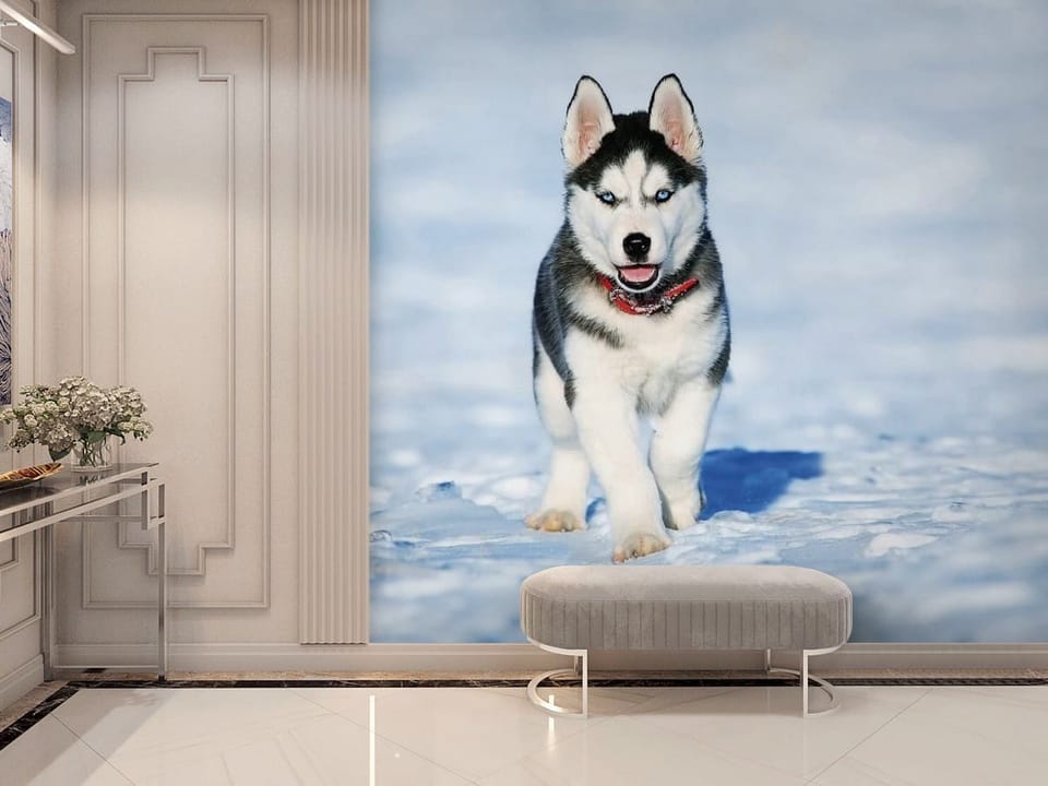 Fototapeta przedstawiająca psa husky z niebieskimi oczami i czerwoną obrożą na śnieżnym tle - ściana akcentowa w nowoczesnym przedpokoju
