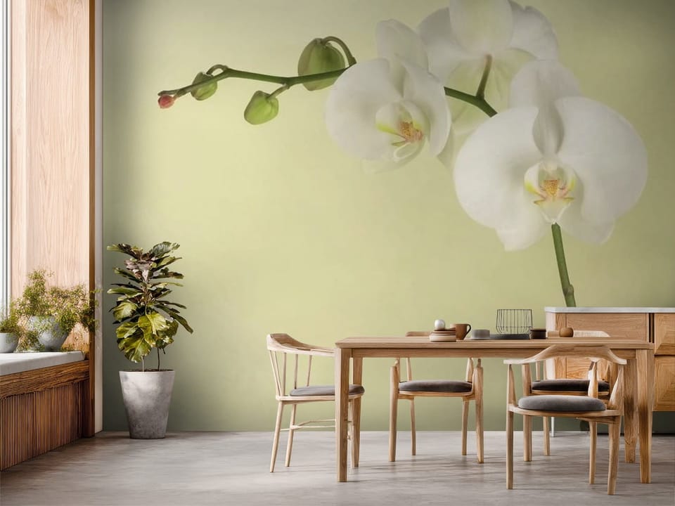Fototapeta z białą orchideą na łodydze i jasnym tle z zielonymi pąkami - inspiracja do strefy jadalnianej w kuchni