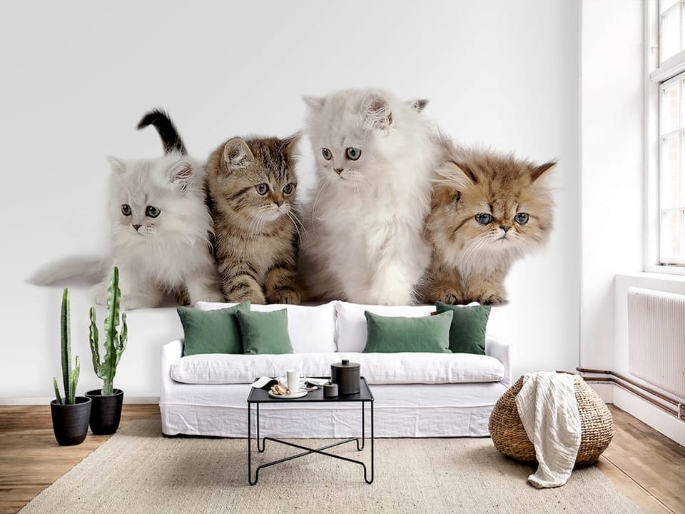 Fototapeta Cztery małe koty na białym tle we wnętrzu salonu