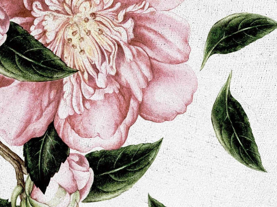 Fototapeta Różowe Kwiaty na Białym Tle fragment #1