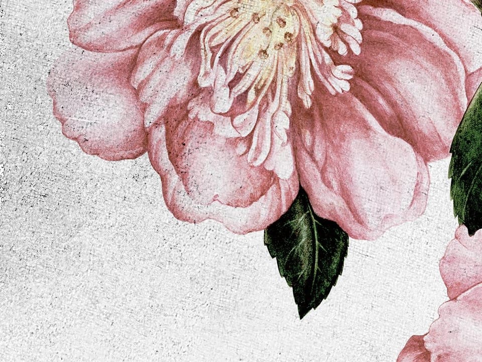 Fototapeta Różowe Kwiaty na Białym Tle fragment #2