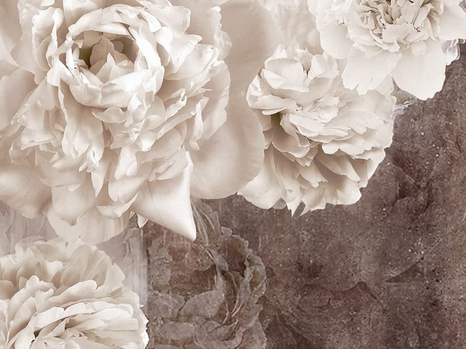 Fototapeta Białe Piwonie na Ciemnym Tle fragment #1