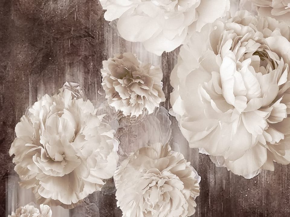 Fototapeta Białe Piwonie na Ciemnym Tle fragment #2