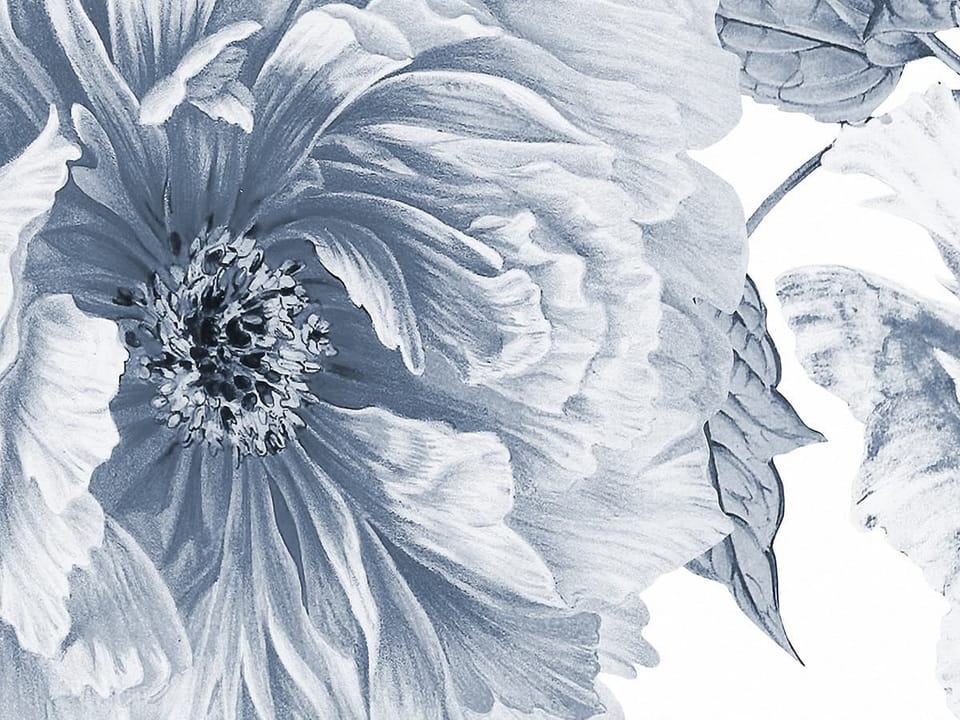 Fototapeta Piwonie na białym tle fragment #1