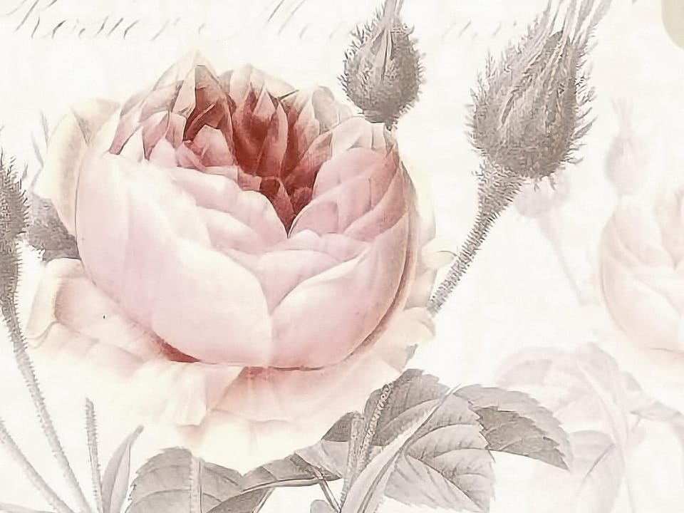 Fototapeta Różowe róże na jasnym tle fragment #1