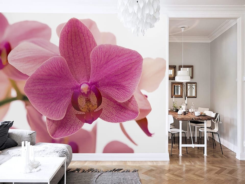 Fototapeta Różowy kwiat orchidei na białym tle we wnętrzu salonu