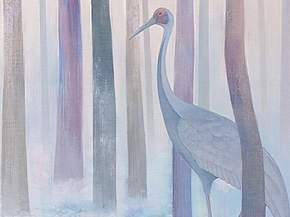 Fototapeta Las z wysokimi drzewami w mgle fragment #1