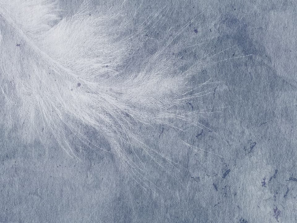 Fototapeta Białe pióra na szarym tle fragment #1