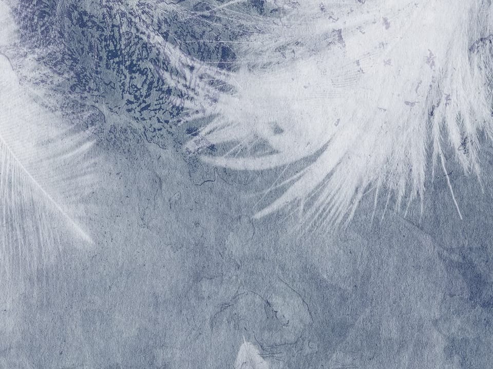 Fototapeta Białe pióra na szarym tle fragment #2