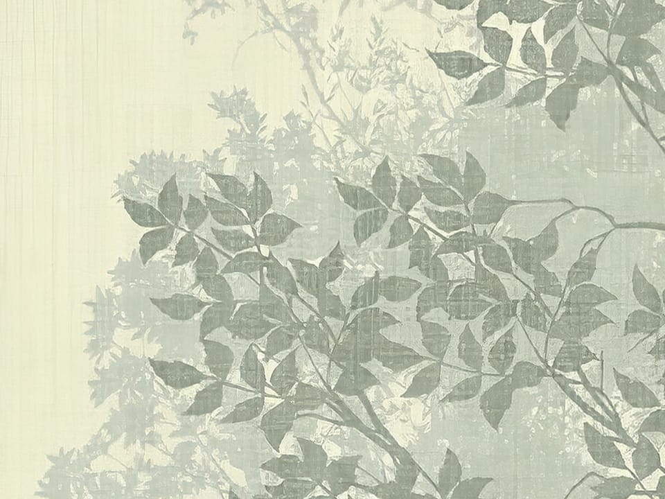 Fototapeta Mglisty Las z Wysokimi Drzewami fragment #1