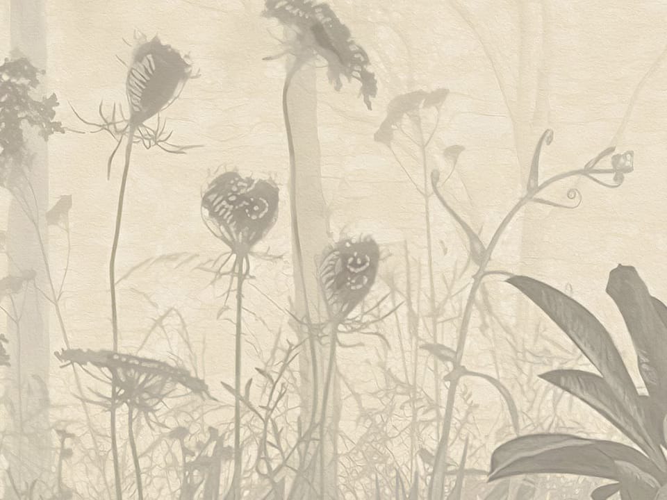 Fototapeta Gęsty Las z Wysokimi Drzewami fragment #2