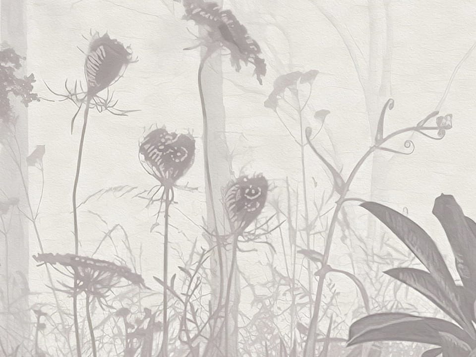 Fototapeta Gęsty las z wysokimi drzewami fragment #2