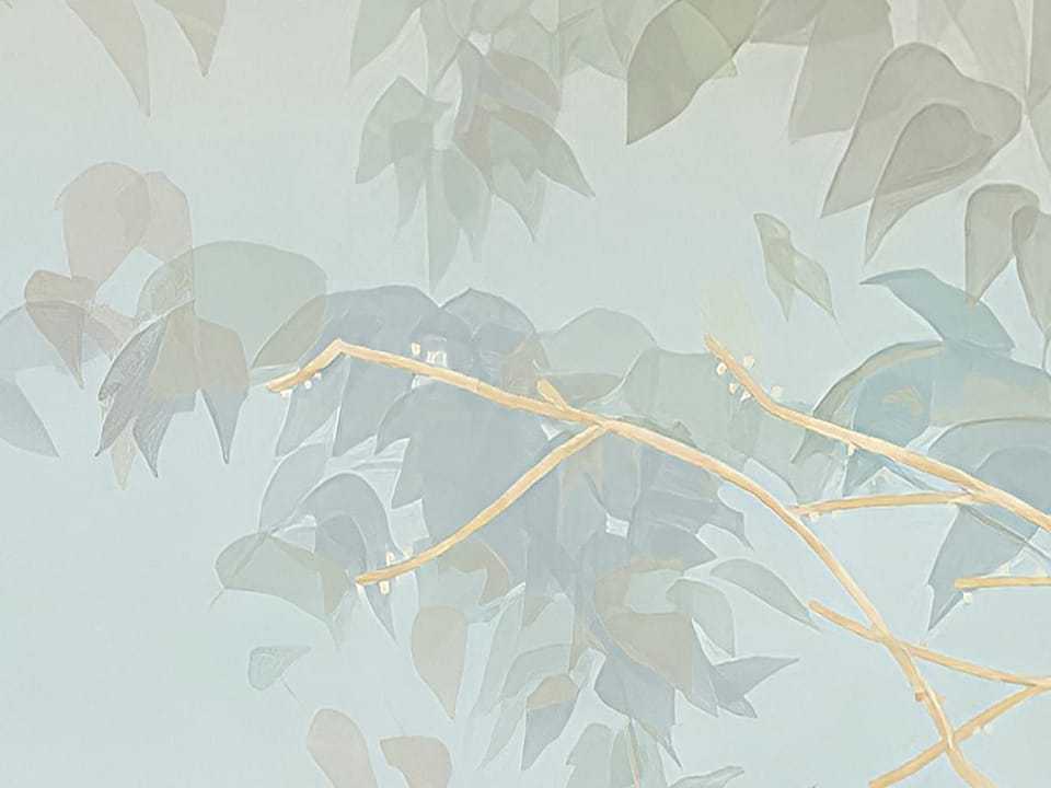 Fototapeta Las z Wysokimi Drzewami i Mgłą fragment #2