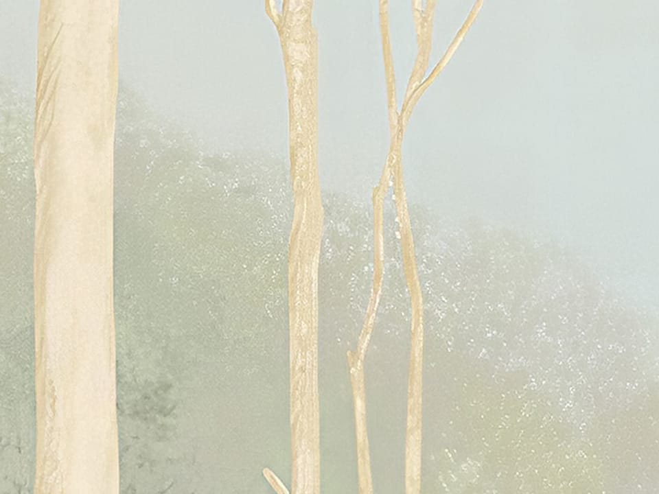 Fototapeta Las z Wysokimi Drzewami i Mgłą fragment #3