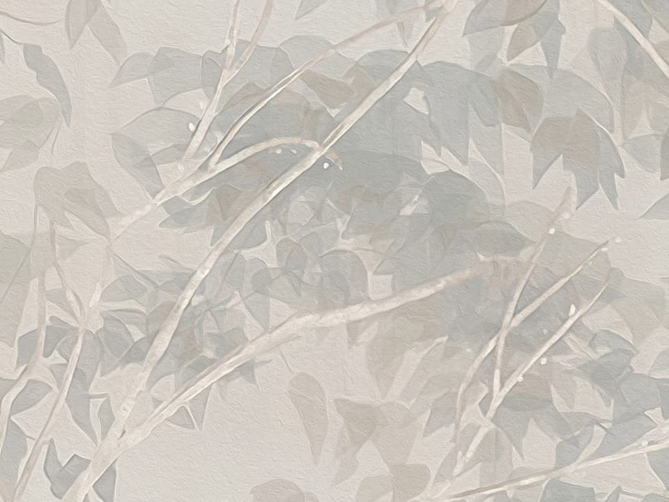 Fototapeta Las z wysokimi drzewami i mgłą fragment #3