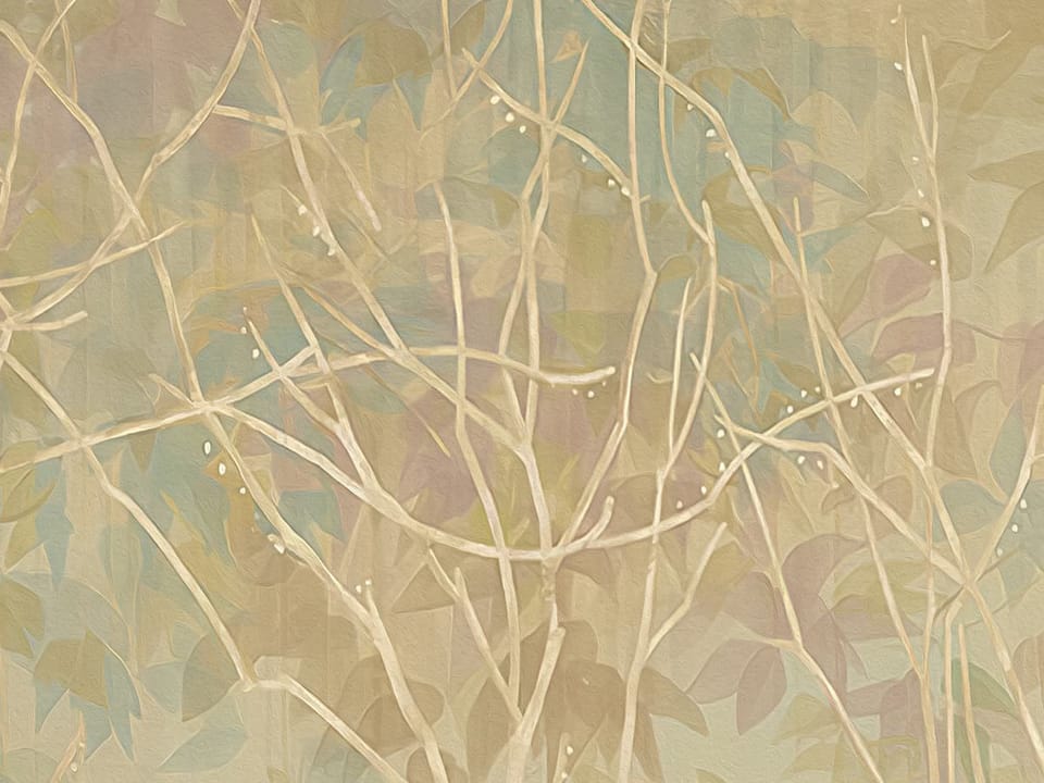 Fototapeta Las z wysokimi drzewami i jeziorem fragment #2